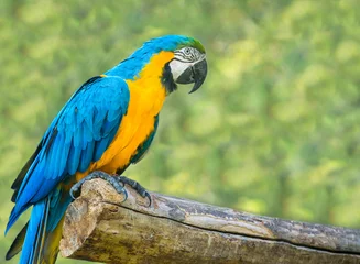 Poster blauw is een grote papegaai zittend op een boom. © robertuzhbt89