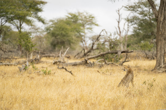 Cheetah observes the surroundings at Kruger Nationalpark, South Africa