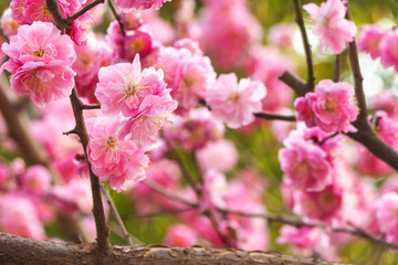 Obraz premium Close-up peach tree.