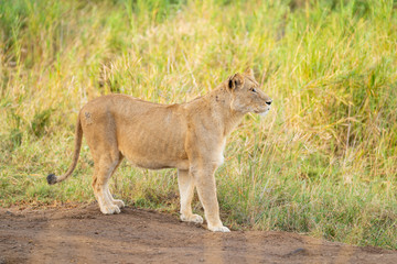 Naklejka na ściany i meble Lion on the hunt at Kruger Nationalpark, South Africa