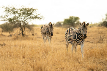 Fototapeta na wymiar African Zebras in the steppe of Kruger National Park, South Africa