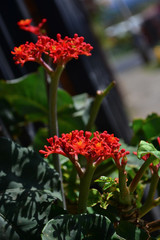 red flowers in the garden