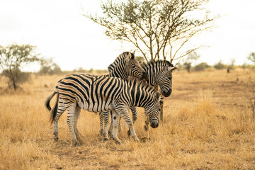 Fototapeta na wymiar African Zebras fight playfully at Kruger Nationalpark, South Africa