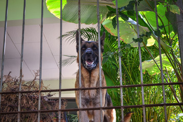 german shepherd protecting the house