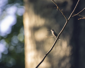 Obraz premium Hummingbird sitting on a branch in the later afternoon sun