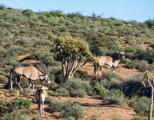 Gemsbok Antelope