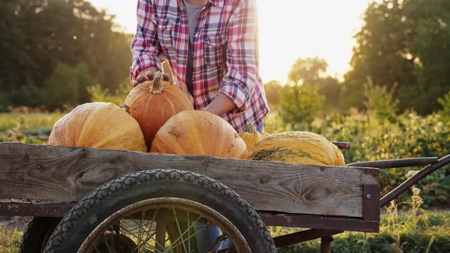 A female farmer puts a ripened orange pumpkin on a trolley against the backdrop of the setting sun. Organic eco farming. Healthy natural food growing.