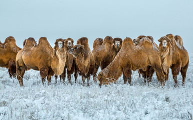 Camels in the winter Stavropol steppe. Pets in the steppe. The firm is on the shore of Lake...