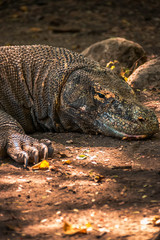 Dragones de Komodo en la isla de Rincca, Indonesia. - obrazy, fototapety, plakaty