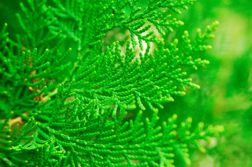 Branch of a green tree close-up of thuja