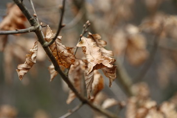 Tree Buds and old leaves