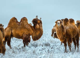 Camels in the winter Stavropol steppe. Pets in the steppe. The firm is on the shore of Lake Manych-Gudilo, south of Russia.