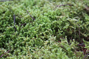 Moss growing on bank