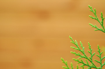Green tree branch thuja on blurred wooden background.