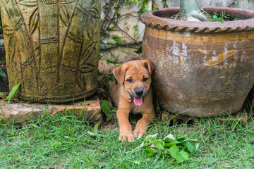 Brown puppy sneaky near flowerpot.