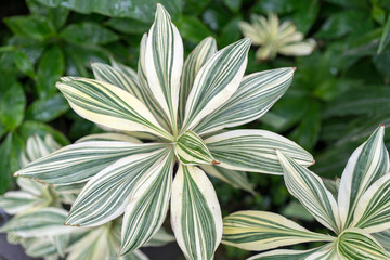 drazena variegata in greenhouse