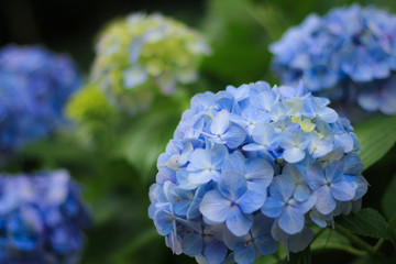 6月の紫陽花