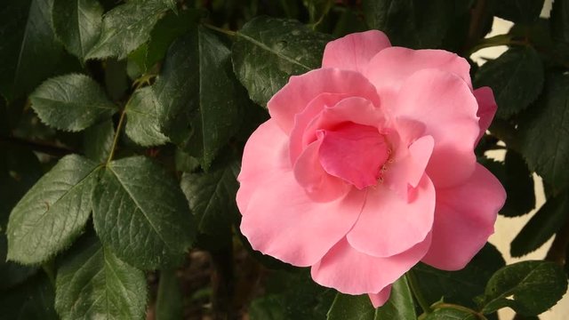 close up of beautiful pink rose in a garden during spring season. 4K Ultra HD Video.