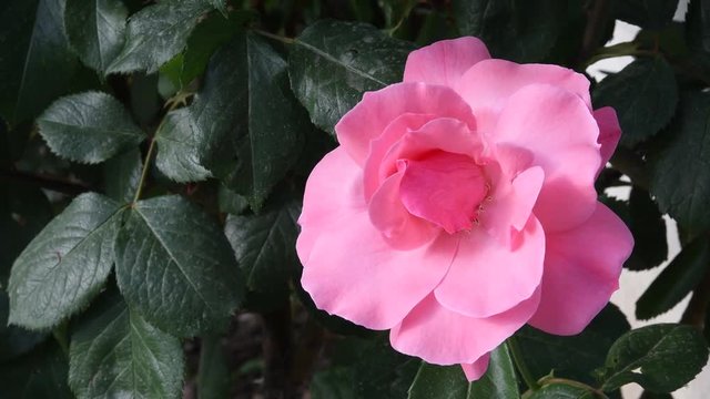 close up of beautiful pink rose in a garden during spring season. 4K Ultra HD Video.