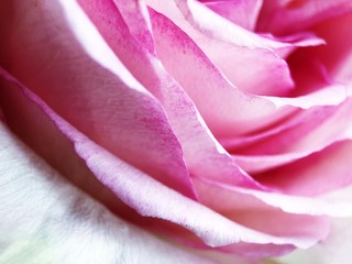 Beautiful pink rose petals close up view