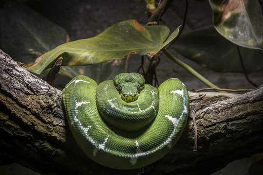 Serpent ratier des mangroves