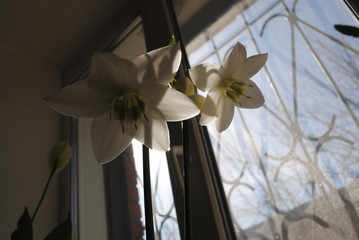 2 white orchids