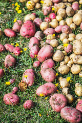 harvest different varieties of potatoes in the garden.