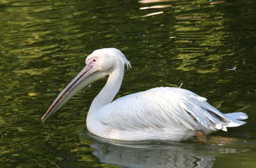 wide white pelican