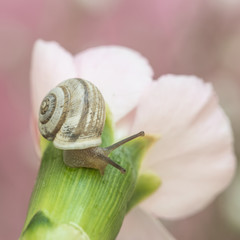 Caracol sobre clavel con fondo rosa
