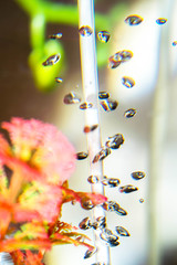 Water plants in the aquarium bubbles transparent for a background brightly colored