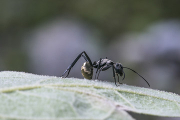 Hormiga negra y dorada sobre una hoja
