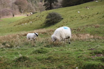 Fototapeta premium Sheep with Lamb