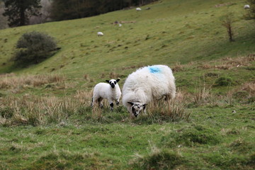 Naklejka premium Sheep with Lamb