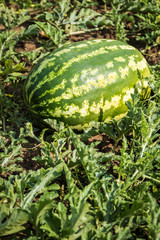 harvest of ripe watermelons on the melon on a summer day