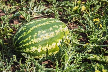 harvest of ripe watermelons on the melon on a summer day