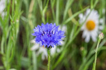 Blumen mit Regentropfen nach einem Sommerregen