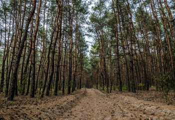 Dirt road in the autumn pine forest