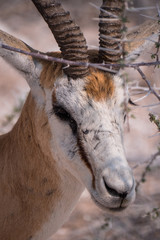 Fototapeta premium Springbok in Etosha National Park, Namibia