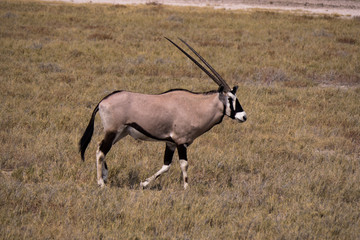 Oryx around waterhole in Etosha Park, Namibia