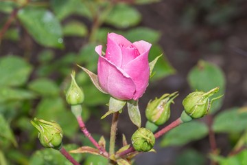 Rosenblüte mit Regentropfen nach einem Sommerregen