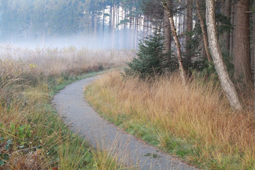 cycling path in misty autumn forest