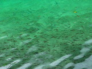 Jiuzhaigou, 九寨溝, China