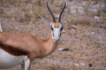 Springbok in Etosha National Park, Namibia