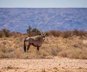 Gemsbok Antelope
