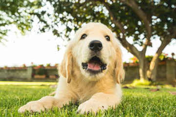 Portrait of a puppy dog of the Labrador retriever breed on the lawn.