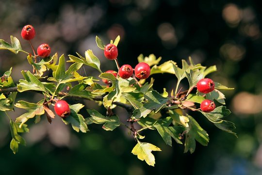 red fruits of white horn ,may ,coks pur tree