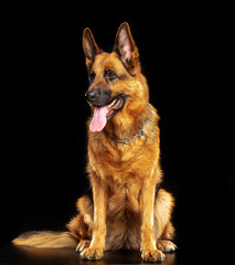German Shepherd Dog  Isolated  on Black Background in studio