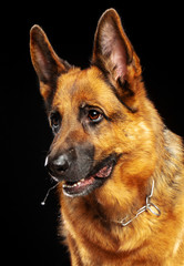 German Shepherd Dog  Isolated  on Black Background in studio