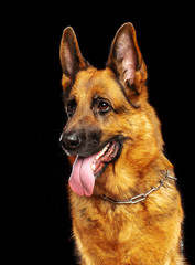 German Shepherd Dog  Isolated  on Black Background in studio