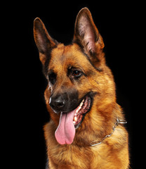 German Shepherd Dog  Isolated  on Black Background in studio